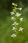 BB 05 0376 / Platanthera montana / Grov nattfiol